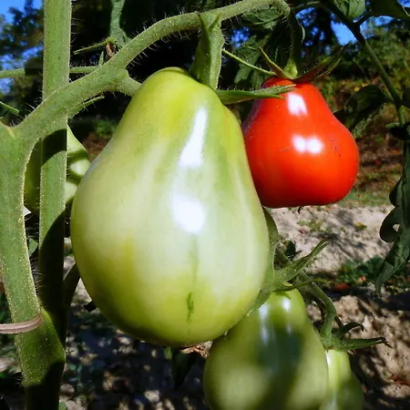 Agriturismo I Calanchi Alloggio per agriturismo Bastia Mondovì